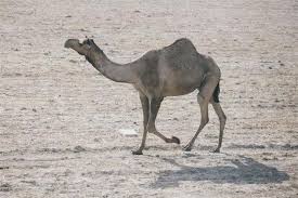 A camel is a horse designed by committee. Wonderfully Witty Quotes And Sayings About Camels Quotabulary
