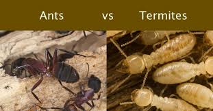 It is a serious timber pest that costs logging companies millions of dollars in lost profit every year. The Difference Between Ants And Termites Nj Pest Control