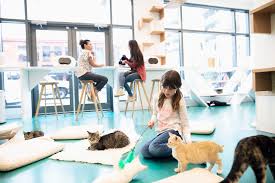 Coffee contains caffeine, which is a stimulant. Tips On How To Start A Cat Cafe