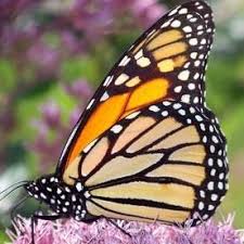 Top 10 Rare Or Endangered Butterflies Butterfly Species Types Of Butterflies Butterfly Identification