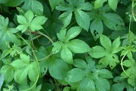 Image result for Cannabaceae