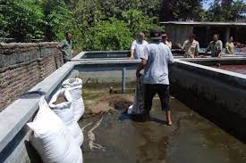 Budidaya Lele Dan Cacing Lumbricus Rubellus Wil Surabaya Gresik Sidoarjo Hub 081554236121 Budi Daya Lele Di Kolam Terpal