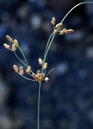 Image result for Fimbristylis ferruginea