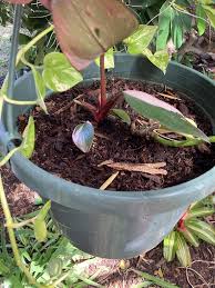 Image result for Aneilema zebrinum