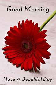 Best Good Morning Hd Images Wishes Pictures And Greetings Good Morning Images Good Morning Greeting Cards Good Morning Love