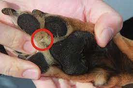 Watch Out For Grass Seeds Wvc