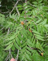Image result for Sapindus saponaria
