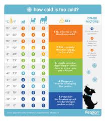 How Cold Is Too Cold For Your Dog Cold Weather Pet Safety