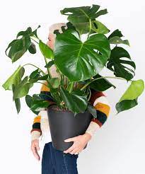 The best office plants are succulents! Easiest Houseplants That Anyone Can Grow Bloomscape