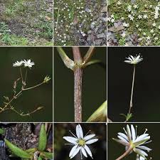 Image result for Caryophyllaceae