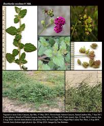 Image result for Boerhavia coccinea