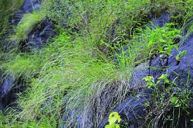 Image result for Tripogon