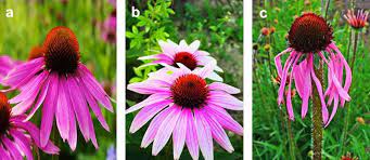 A Review On Pharmacological And Therapeutic Properties Of Echinacea International Journal Of Pharmacognosy
