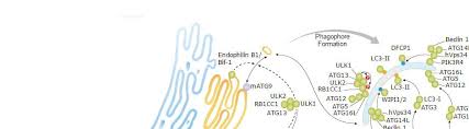 Recombinant Human IL-15 Protein 247-ILB-005: R&D Systems