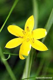 Image result for Polyspatha hirsuta