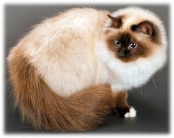 The birman is a calm, affectionate feline who enjoys spending time with his family. Sacred Cat Of Burma Cats Breeds