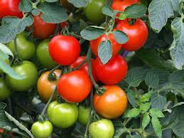 Jungpflanzen können im kompost angebaut werden. Tomatenpflanzen Schneiden Tipps Zum Perfekten Schnitt