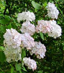 Best selling endless summer® hydrangea bushes. Endless Summer Hydrangeas Provide Wave Of Summer Color The Seattle Times