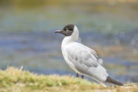 Image result for Dolichos gululu