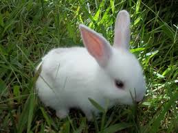 Breeding while the rabbit is still young could cause death. Our Baby New Zealand Bunny Fluffy Animals Fluffy Bunny