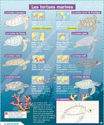 Epingle Par Martine Tavares Sur Animaux Tortue Marine Animaux Marins Tortue De Mer