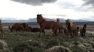 Icelandic Horses Are Super Friendly Youtube