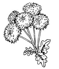 I Just Really Like This Dandelion Coloring Page Dandelion Puffs Coloring Pages Color