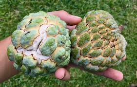 Image result for Annona squamosa