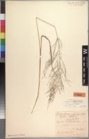 Image result for Eragrostis rotifer