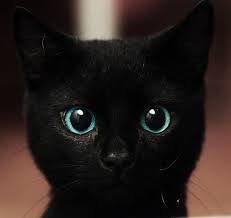 Emerald Eyes Imgur Pretty Cats Cute Animals Animals