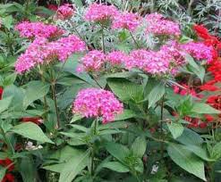 Image result for Pentas bussei