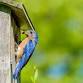 The Kestrels Young Birders Club: Bluebird Box Building event image