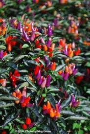 Explosive Ember A Pretty Ornamental Pepper Featuring Deep Purple Almost Neon Colored Fruits Plants Grow T Stuffed Hot Peppers Stuffed Peppers Pepper Plants