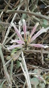 Image result for Dissotis caloneura