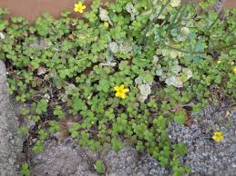 Image result for Oxalidaceae