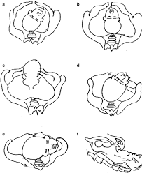 Image result for Face Presentation