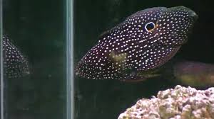 Marine Betta Eats Live Fish Mp4 Youtube
