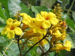 Image result for Markhamia obtusifolia