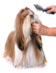 You don't need a professional one like the top knot show cut, and that is where the practical top knot comes in. Adorable Shih Tzu Grooming Styles Lovetoknow
