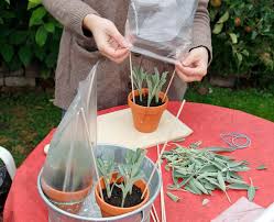 Salbei Vermehren Eine Einfache Anleitung Mein Schoner Garten