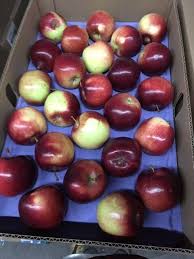 White clovers such as ladino and white dutch provide good cover and food. Fruit Sales Abendroth S Apple Ridge Orchard