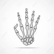 In this page, you can download any of 36+ skeleton hand vector. Bones Of Hand On Light Background Skeleton Hand Vector Illustration Royalty Free Cliparts Vectors And Stock Illustration Image 68355960