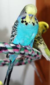 Colorado Budgie Parakeet Breeder Budgies Budgie Parakeet Parakeet