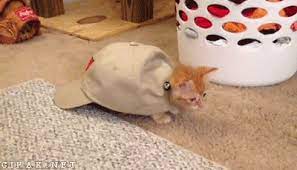 Cat Baseball Hat Gif Google Search Funny Cats And Dogs Funny Cat Compilation Best Cat Gifs