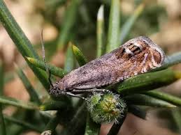 Image result for Cydia microgrammana