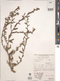 Image result for Oenothera indecora