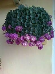 We did not find results for: 260 Idee Su Piante Grasse Nel 2021 Piante Grasse Piante Fiore Di Cactus