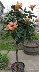 What Is A Braided Hibiscus Tips For Creating And Growing Braided Hibiscus Trees Hibiscus Tree Hibiscus Plant Hibiscus Garden