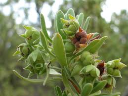 Image result for Suriana maritima