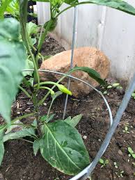 Use mulch around the plants to help conserve moisture and keep weed populations down. Sweet Banana Pepper Sweet Mild High Yield